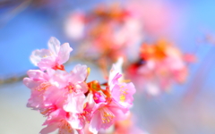 河津桜