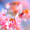 河津桜