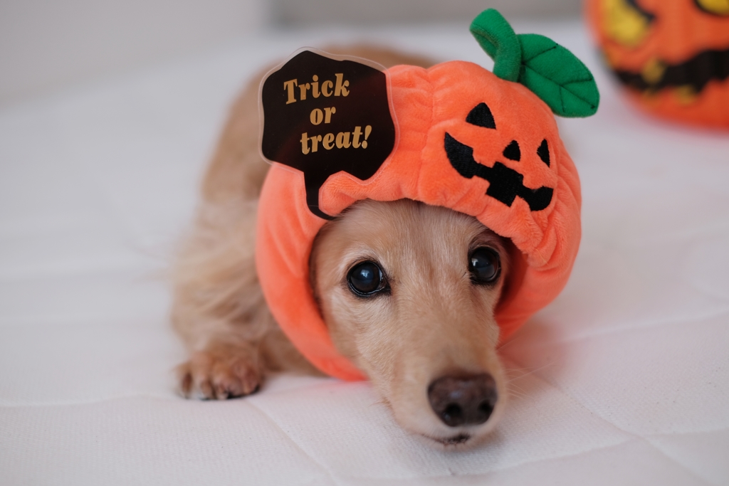 Trick or treat !