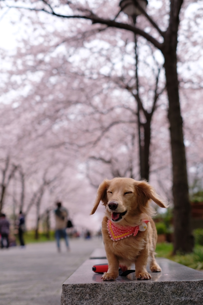 あひゃひゃひゃひゃ