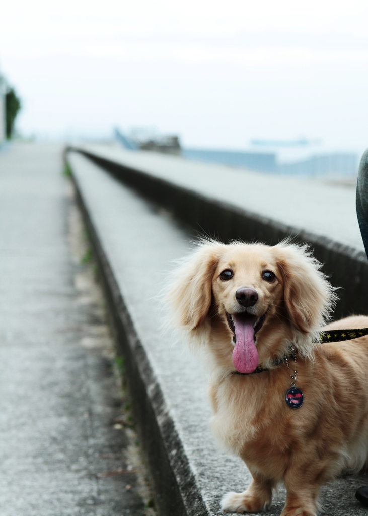 雨上がりのお散歩