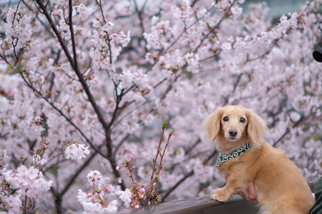 はなこのお花見