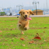 犬