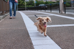 花子とお散歩