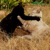 好きだ！いやん♪