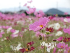 コスモス