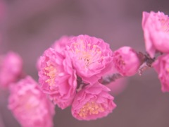 春色