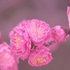 春色