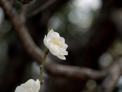 先に向かって。