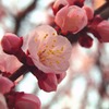 春色