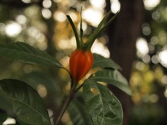 どんな花が咲くのかな？