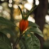 どんな花が咲くのかな？