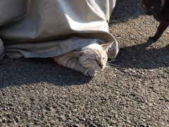 んしょ