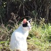 おすましさん