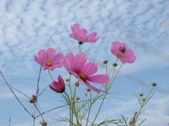 秋の空