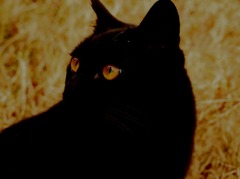 ジッ