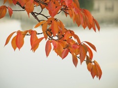 さくら紅葉