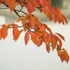 さくら紅葉