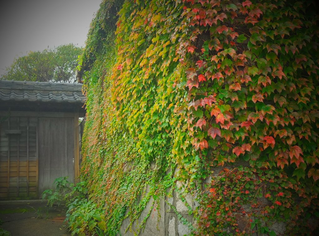 蔦紅葉