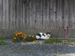 本日の猫