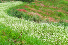 そばの花