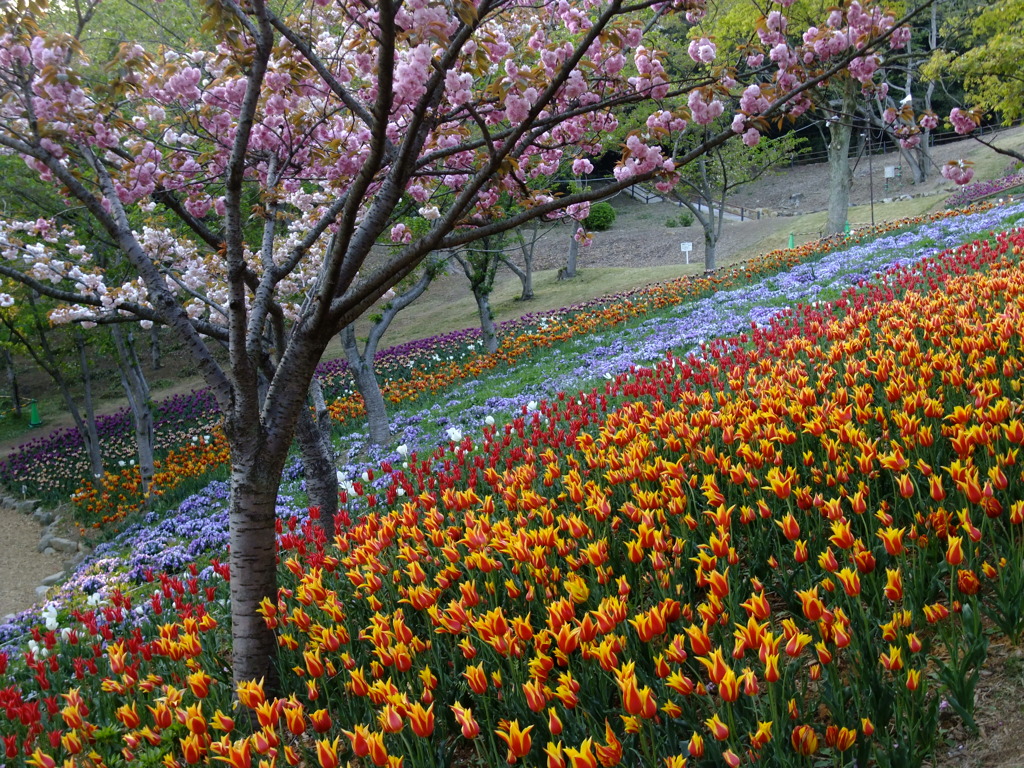 トルコチューリップ園