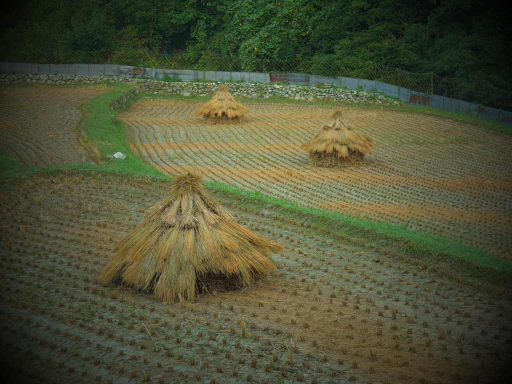 としゃくのある風景