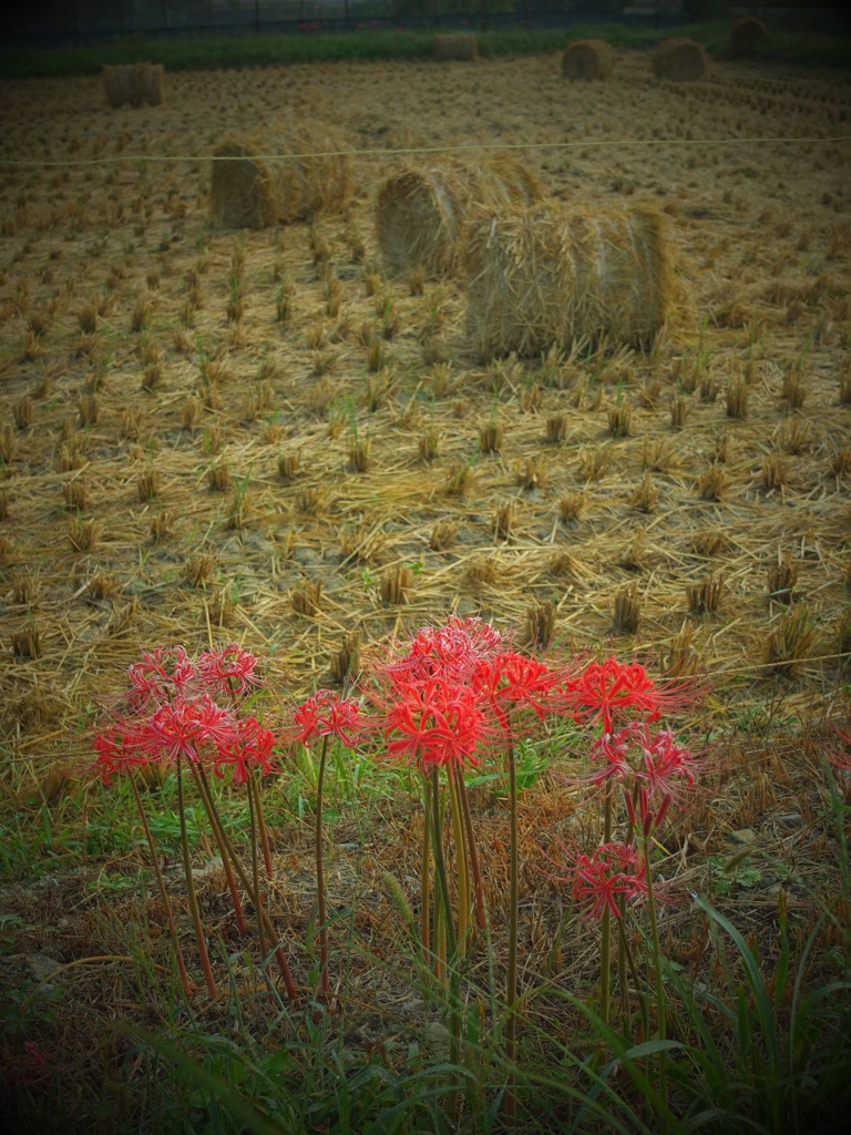 曼珠沙華　２