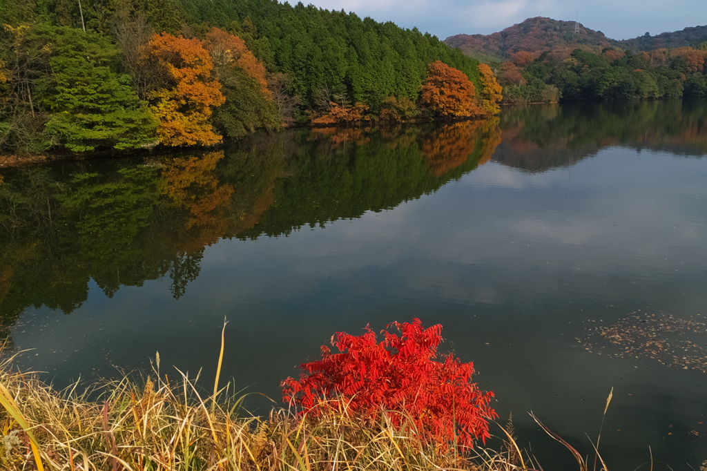湖畔の彩り