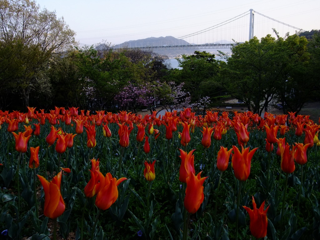 トルコチューリップ園　２