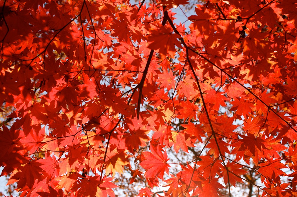 紅天井