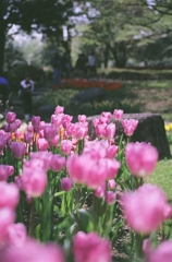 昭和記念公園・チューリップ