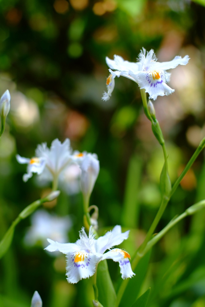 シャガの花