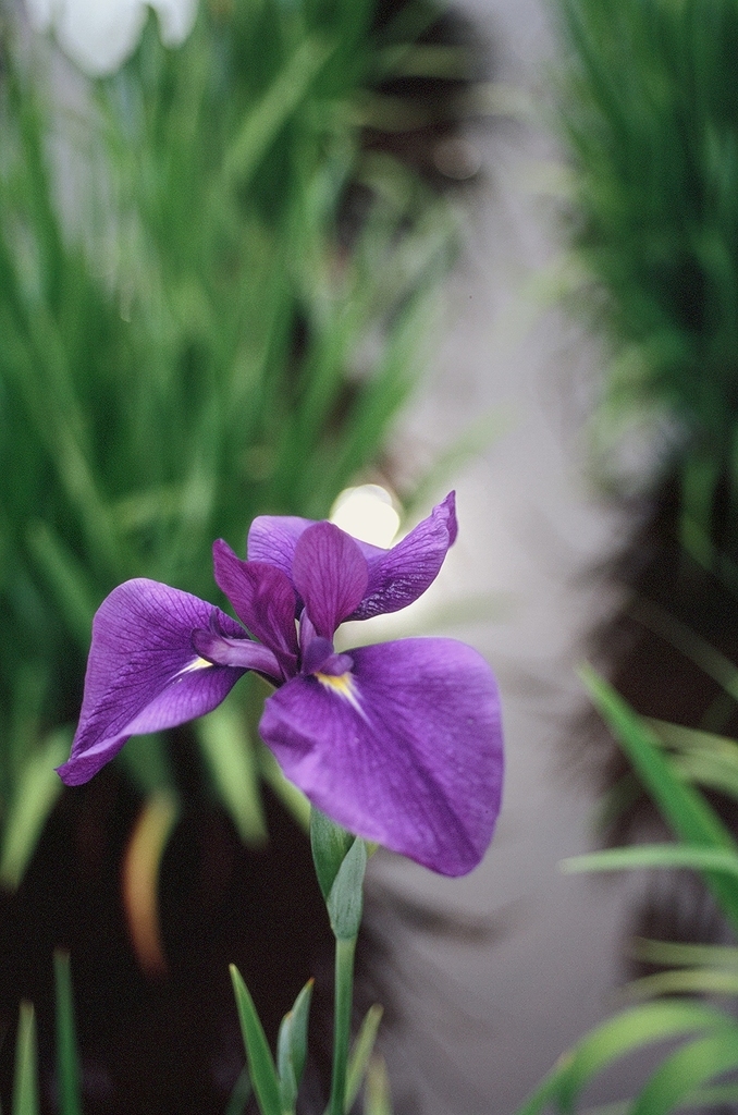 東村山市・花菖蒲