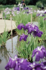 東村山市・花菖蒲