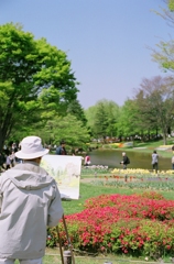 昭和記念公園・チューリップ