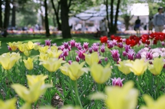 昭和記念公園・チューリップ
