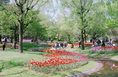 昭和記念公園・チューリップ