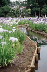 東村山市・花菖蒲