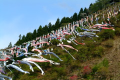 群馬県　神川町　鯉のぼり