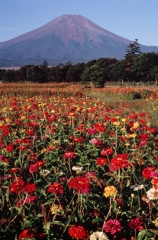 花の都公園・百日草