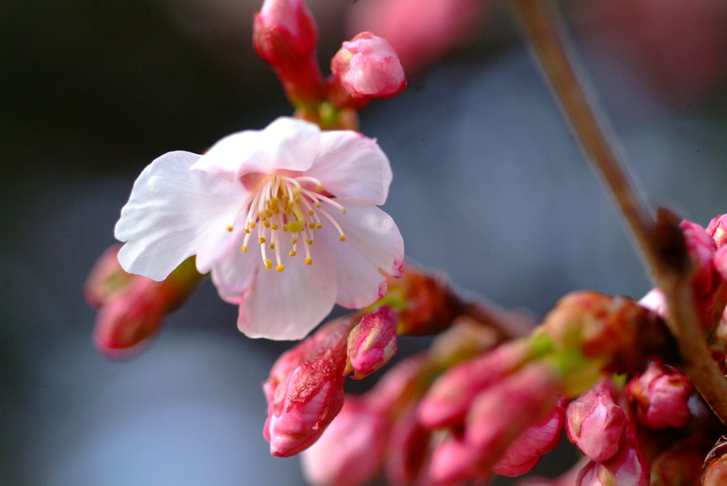 桜