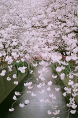 目黒川・桜が雨のように