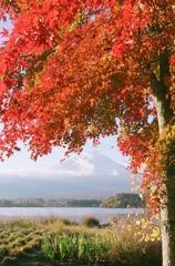 河口湖の紅葉