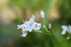 シャガの花