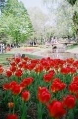 昭和記念公園・チューリップ