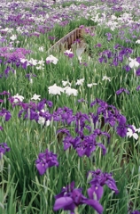 東村山市・花菖蒲