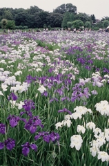 東村山市・花菖蒲