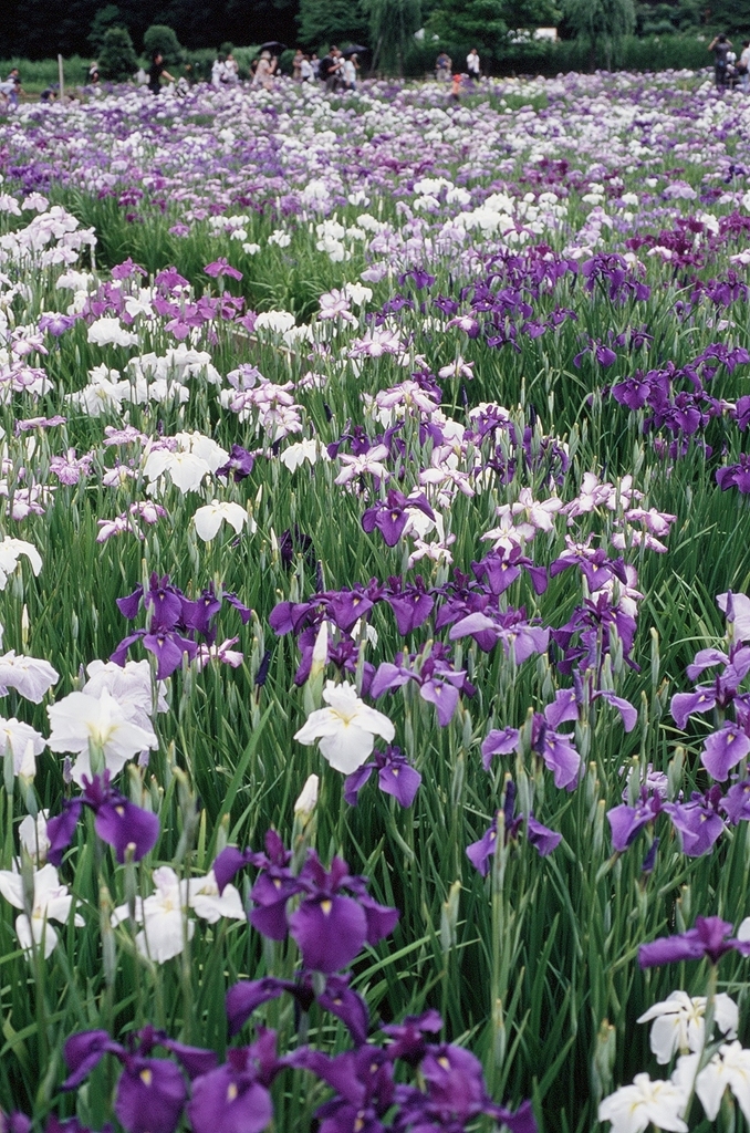 東村山市・花菖蒲