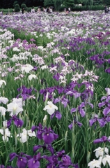 東村山市・花菖蒲